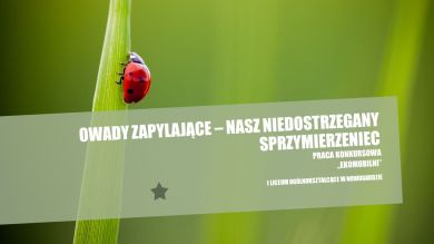 #ekomoblinii Z POMYSŁEM W I LO W NOWOGARDZIE