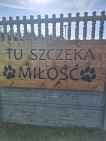 UCZNIOWIE I LO I WIZYTĄ W SCHRONISKU W SOSNOWICACH